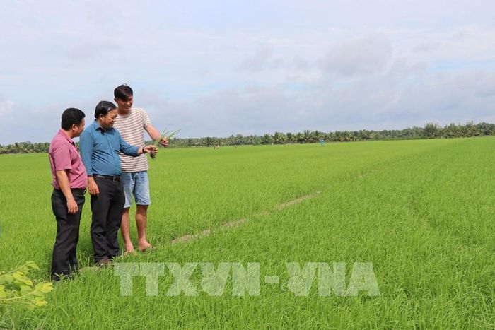 Ông Trần Văn Thức, Trưởng Phòng kinh tế- UBND xã Tân An (giữa) khảo sát diện tích trồng lúa tham gia Đề án 1 triệu ha lúa của Hợp tác xã nông nghiệp Thành Đạt, xã Tân An vụ Thu Đông 2025 để nhân rộng. Ảnh: Thanh Hòa - TTXVN