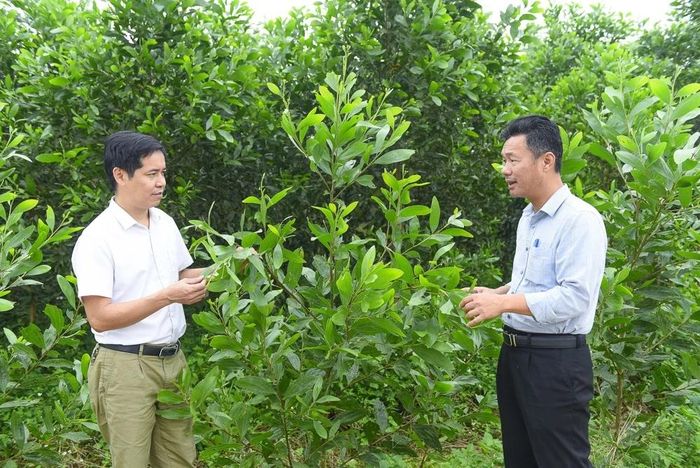 Toàn xã Xuân bình có hơn 4000 ha keo. Trong ảnh: Ông Trịnh Xuân Sơn, Phó Chủ tịch UBND xã Xuân Bình (bên trái) thăm mô hình trồng keo tại xã nhà.