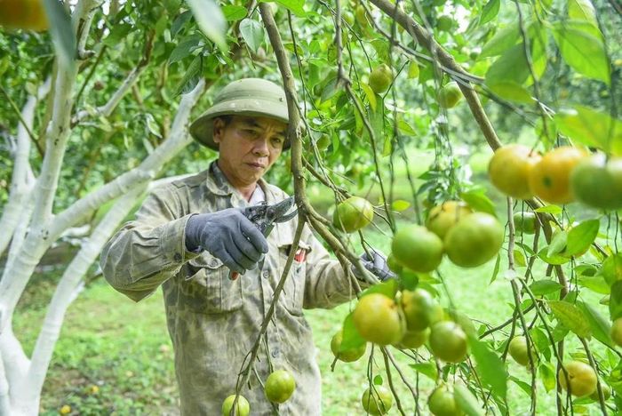 Nông dân thôn 8, xã Xuân Bình chăm sóc cam chuẩn bị cho vụ thu hoạch.