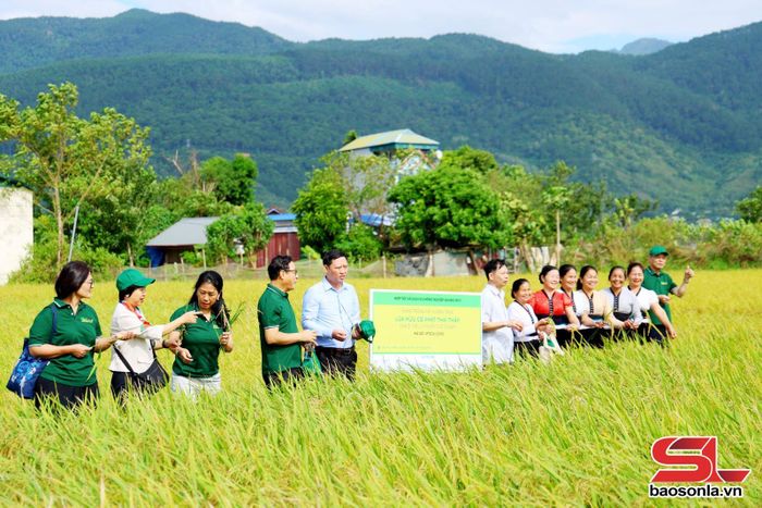 Mô hình trồng lúa hữu cơ ứng dụng ghi chép nhật ký điện tử eGAP của HTX Dịch vụ nông nghiệp Quang Huy, xã Phù Yên.