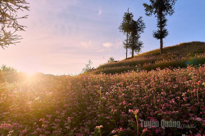 Mùa này, đi qua bất kỳ cung đường nào của cao nguyên đá cũng thấy hoa nở. Hoàng hôn buông trên thung lũng hoa, nhuộm hồng cả bầu trời cao nguyên.
