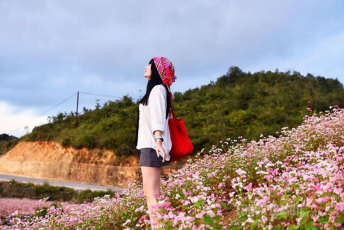 Du khách rảo bước giữa nương hoa tím, nụ cười hòa vào nắng cao nguyên.