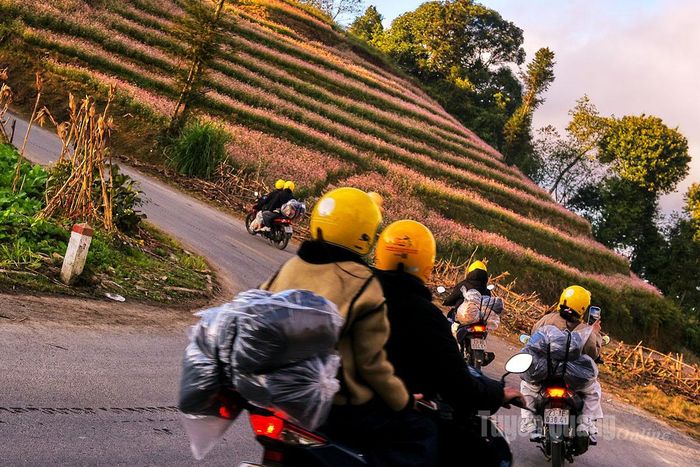 Xe máy nối đuôi nhau men theo con dốc trên những cung đường tam giác mạch dưới ánh chiều tà.