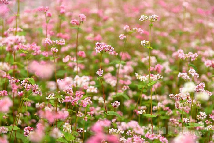 Cánh hoa mỏng manh nhưng kiêu hãnh, bung nở giữa khí lạnh đầu Đông.