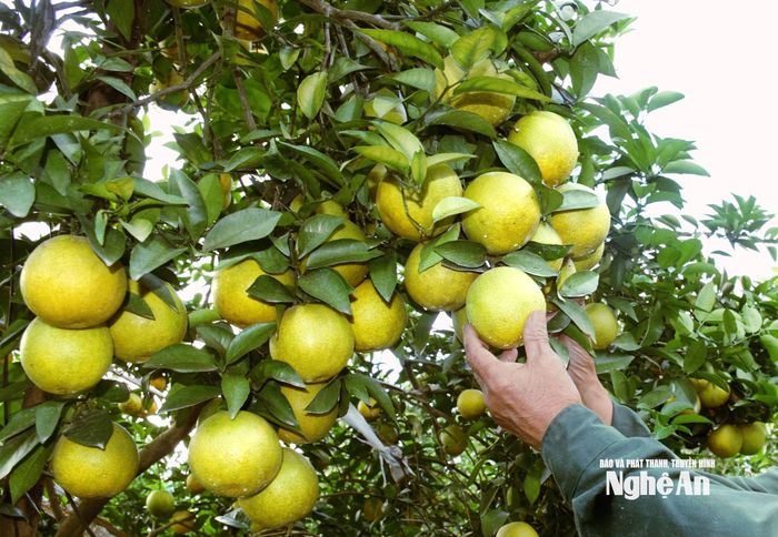 Những quả cam đẹp, mọng nước như thế này năm nay không nhiều, nên giá bán cao hơn năm trước. Ảnh: XH