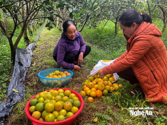 Vườn cam bà Nguyễn Thị Huệ ở xã Nghi Lộc rụng hàng loạt, năm nay coi như thất thu. Ảnh: QA