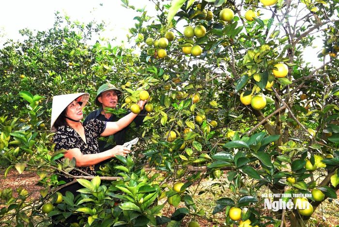 Bà Lê Thị Hương ở thôn Đỉnh Hợp, xã Nhân Hòa cho biết, năm nay cam rụng nhiều nên sản lượng thấp hơn năm trước. Ảnh: XH