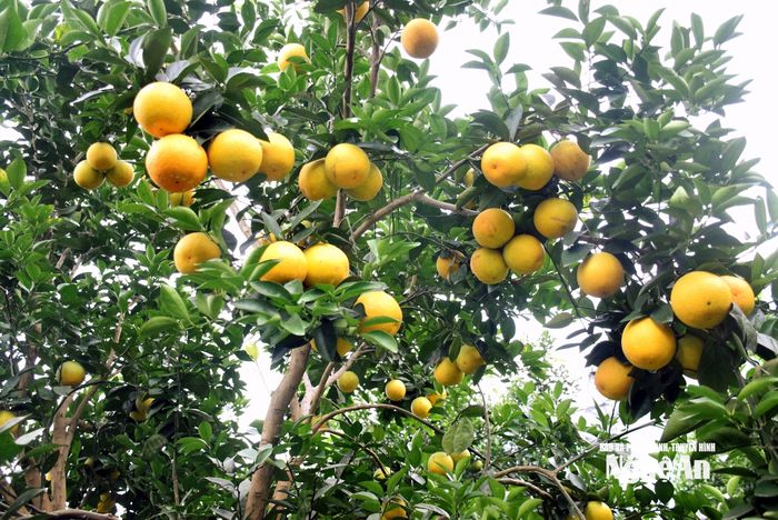Cam Vinh nổi tiếng với hương thơm dịu, tép mọng nước và vị ngọt thanh đặc trưng, được thị trường ưa chuộng. Ảnh: XH