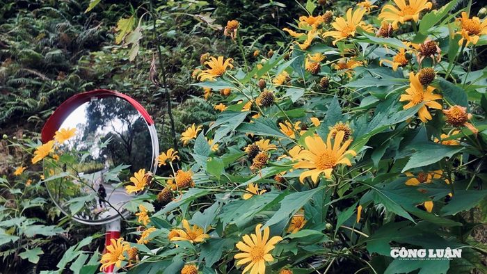 Mùa dã quỳ Ba Vì thường kéo dài khoảng một tháng, nhưng đẹp nhất trong 2–3 tuần cao điểm. Vì vậy, những ngày tới được dự báo vẫn là thời điểm “lên ngôi” của loài hoa biểu tượng này.