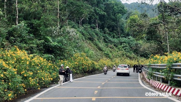 Sắc vàng đặc trưng của loài hoa nở vàng rực 2 bên đường, khiến bất kỳ ai cũng muốn dừng lại để chụp vài bức ảnh lưu giữ khoảnh khắc.