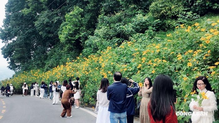 Cũng bởi nét đẹp mộc mạc mà rực rỡ ấy, dã quỳ trở thành dấu hiệu báo mùa đẹp nhất của Ba Vì, thu hút du khách tìm đến ngắm nhìn và lưu giữ những khoảnh khắc của mùa cuối năm.