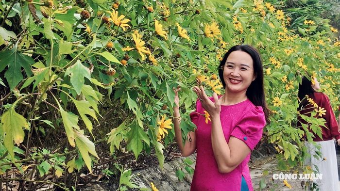 Không chỉ hấp dẫn du khách trong khu vực, mùa dã quỳ Ba Vì còn thu hút nhiều vị khách phương xa.