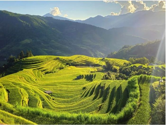 Ruộng bậc thang ở Thông Nguyên vào mùa lúa chín. (Ảnh: Nguyễn Thanh Tùng).