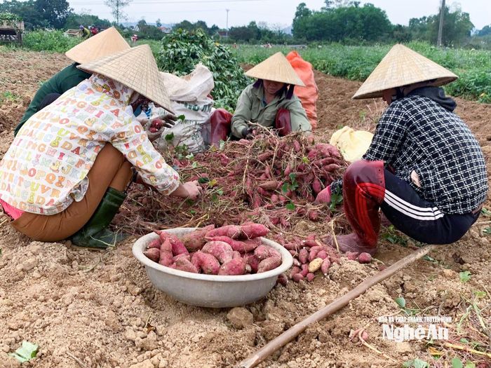 Trên diện tích đất đấu thầu anh trồng khoai lang cồn Kè, giống khoai đặc sản của địa phương. Ảnh: T.P