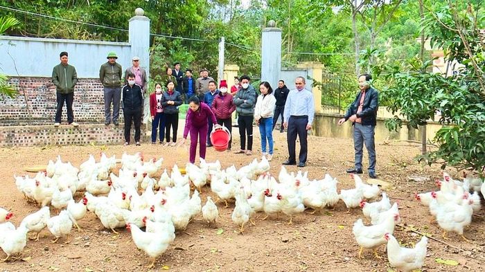 Nhờ cập nhật thông tin kịp thời, ứng dụng kỹ thuật trong chăn nuôi, mô hình nuôi gà ở xã Trại Cau giúp bà con nâng cao thu nhập. (Ảnh T.L)