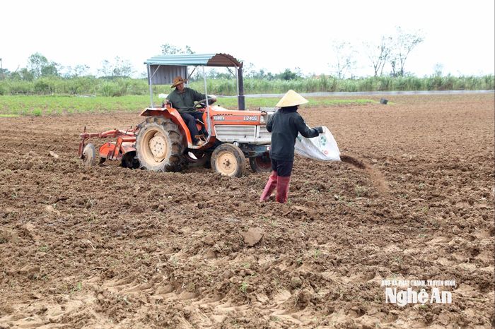 Để đẩy nhanh tiến độ vụ đông, nông dân sử dụng cơ giới hóa vào khâu làm đất, máy làm đất không những cày xới mà còn băm nhỏ và lên luống, nên đỡ vất vả, chi phí công làm đất 200.000 đồng/sào. Ảnh: Xuân Hoàng