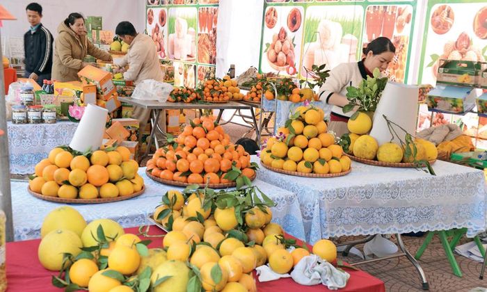  Sản phẩm cây có múi của tỉnh được quảng bá, giới thiệu mở rộng thị trường. 