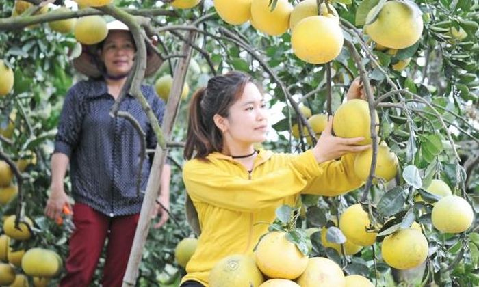 Thu hoạch bưởi ngọt. 