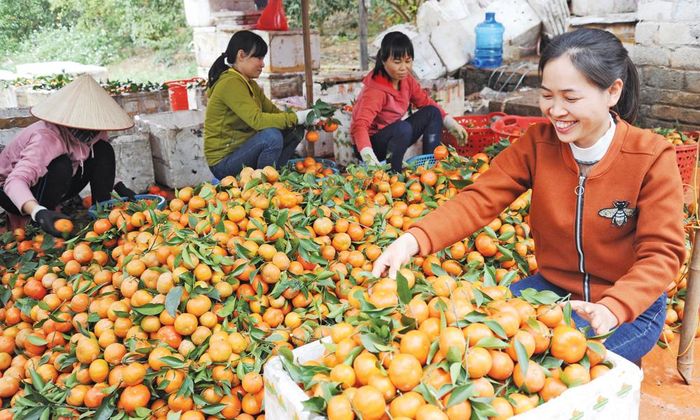  Điểm đóng cam ngọt tại thôn Đồng Quýt, xã Nam Dương. 