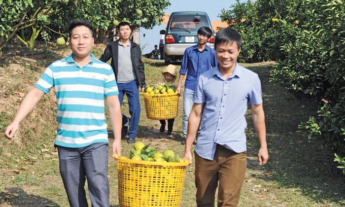  Khách đến tận vườn chọn mua cam. 
