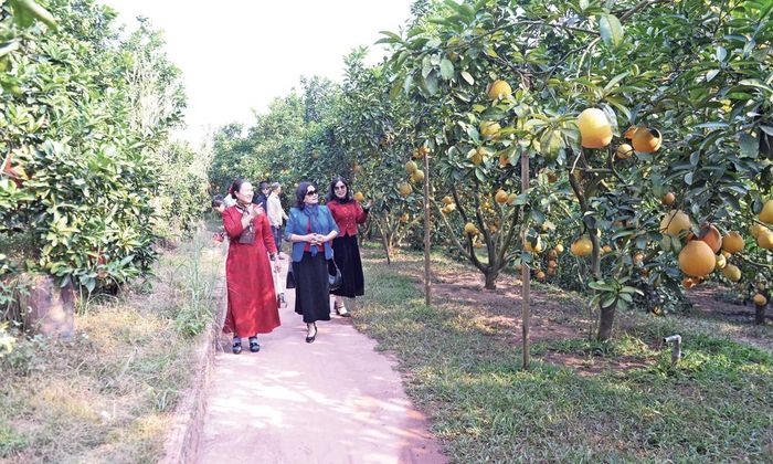  Khách du lịch thăm vườn bưởi của gia đình ông Nguyễn Văn Hữu ở phường Chũ. 