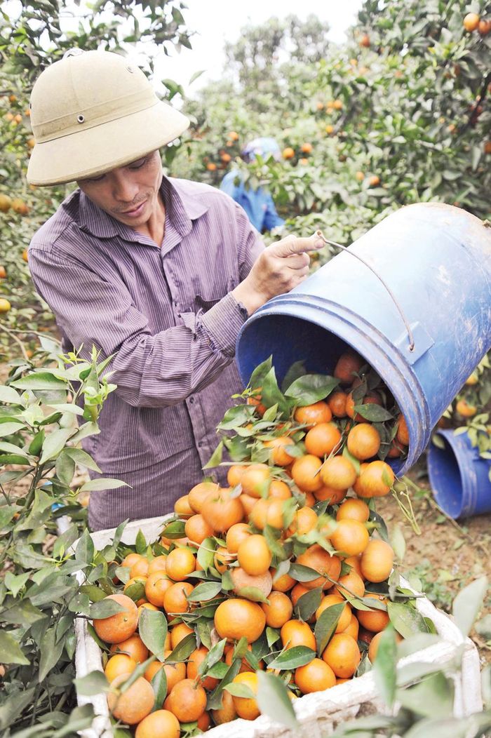  Cam ngọt vào vụ. 