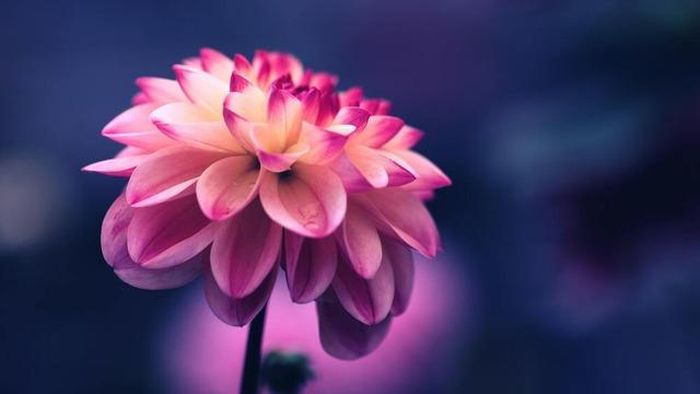 Người sinh ngày 28 Âm lịch luôn dùng sự bao dung và thiện lương để đối xử với mọi người, nên dễ được yêu mến và tôn trọng. Ảnh minh họa