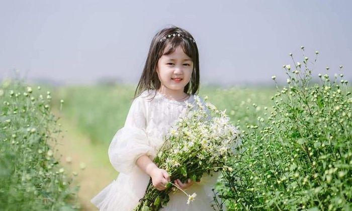 cúc họa mi luôn được thể hiện là loài hoa đặc trưng cho tình yêu, sự chân thành và tình bạn giản dị nhưng đầy trân quý