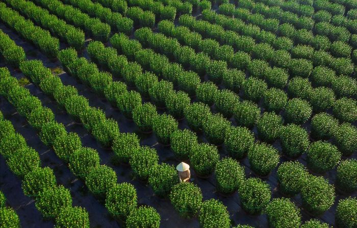 Những người nông dân như một bông hoa giữa vườn hoa tết. Họ với sự say mê trong công việc, “mang mùa xuân về” cho phố phường.