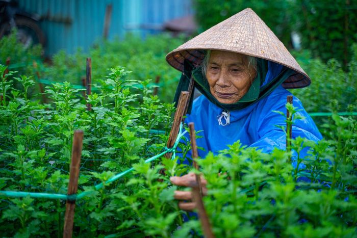 Nghề trồng hoa cần rất nhiều kinh nghiệm và sự tỉ mỉ trong từng giai đoạn của hoa.