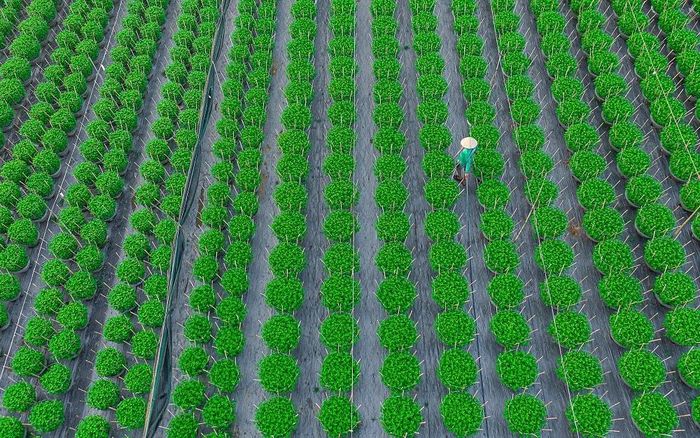 Nét đẹp lao động đời thường của người nông dân làng hoa Dương Sơn.