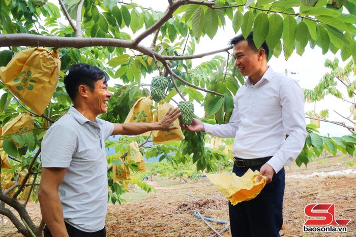 Mô hình trồng na sầu riêng của nông dân bản Pha Cúng, xã Lóng Phiêng.