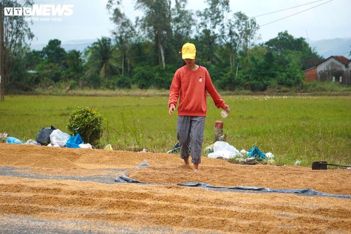 Lúa mọc mầm, người dân vẫn cố giữ lại, không nỡ vứt bỏ vì đây là tài sản quý giá ít ỏi còn sót lại, phần nào giúp họ gượng dậy sau đại họa. 