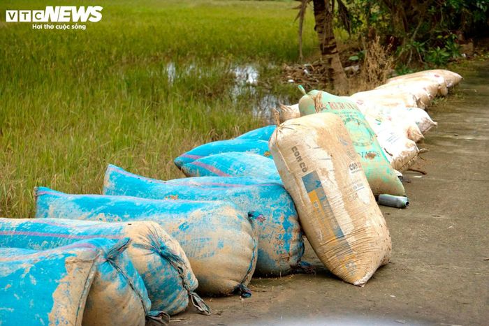 Gạo trộn lẫn bùn đất, xác bò nằm ngổn ngang, hàng chục tấn lúa mọc mầm. Tang thương bủa vây khắp làng.