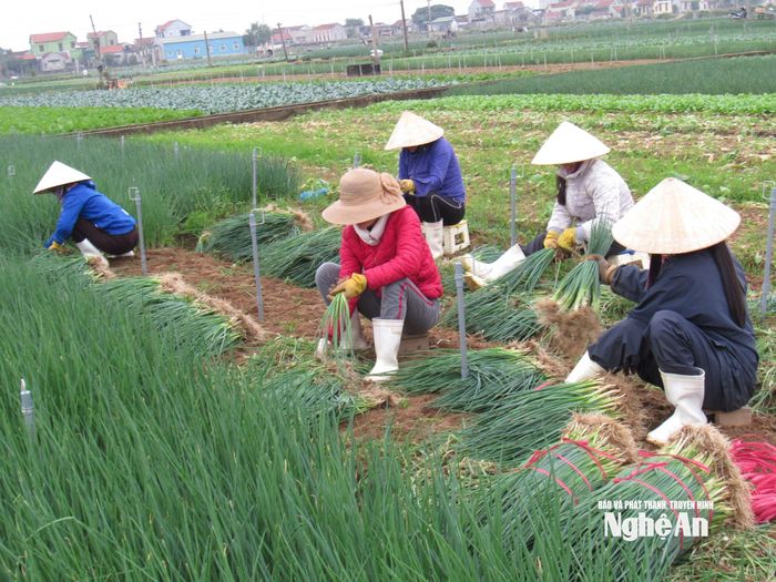Người dân xã Quỳnh Anh thu hoạch hành lá. Ảnh: Q.A