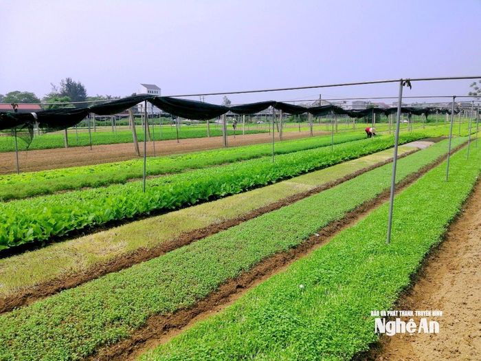 Vùng rau Vinh Xuân, phường Vinh Hưng có diện tích gần 9ha, lớn nhất trên địa bàn TP. Vinh cũ. Ảnh: Q.A