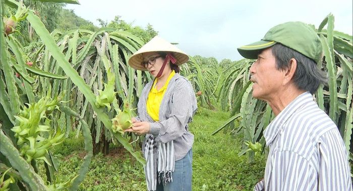 Từ trái thanh long tươi đến gần 20 sản phẩm mang đủ hương vị, sắc thái, đáp ứng thị trường ngày càng khó tính.