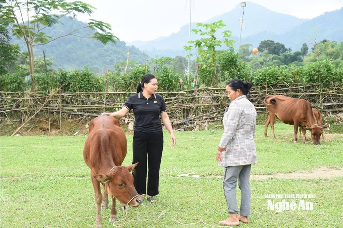 Hỗ trợ giống chăn nuôi là một trong những chính sách hiệu quả giúp giảm nhanh tỷ lệ hộ nghèo ở vùng miền núi, dân tộc ở Nghệ An .Ảnh: Hoài Thu