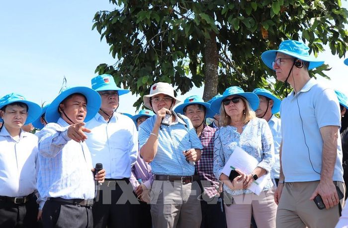 Ông Đồng Văn Cảnh, Giám đốc Hợp tác xã New Green Farm thông tin về mô hình canh tác lúa giảm phát thải tại hợp tác xã. Ảnh: Thu Hiền – TTXVN