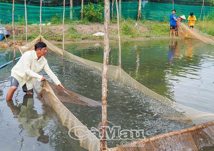 Ông Huỳnh Minh Long thu hoạch đầm nuôi đầu tiên/5 đầm cá kèo, dự kiến sản lượng sẽ giảm 30-50% so với năm 2024.