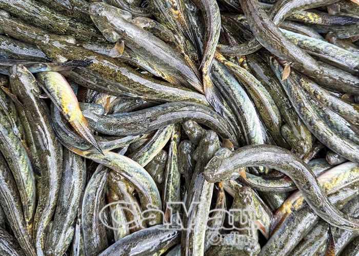 Giá cá kèo nuôi size 40 con/kg dao động 140-150 ngàn đồng/kg.