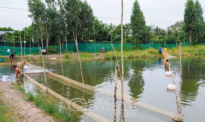 Thương lái dùng lưới kéo, thu hoạch cá kèo rất tiện lợi, nhanh chóng.