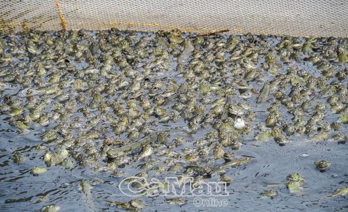 Cá kèo sau 4-5 tháng nuôi là đạt trọng lượng thu hoạch.