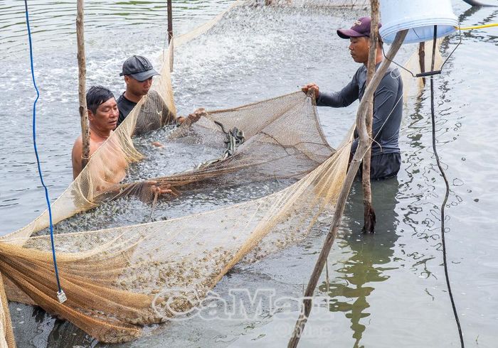 Cá kèo thu hoạch, được vèo trong lưới, phun nước tạo oxy cho cá, chờ thương lái đến thu mua.