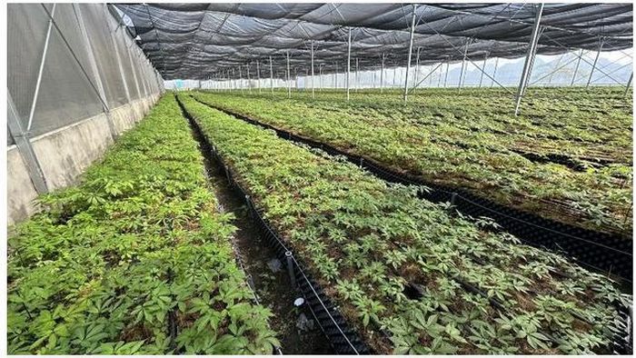 Sâm quý đại ngàn giúp người dân Lai Châu thoát nghèo