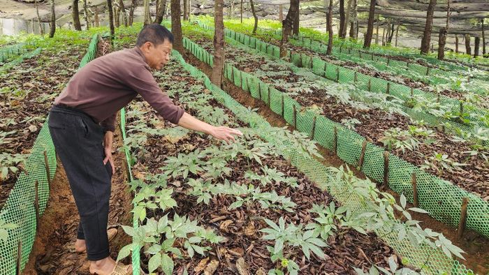Khu trồng sâm nằm sâu trong rừng già Sin Chải - Lai Châu