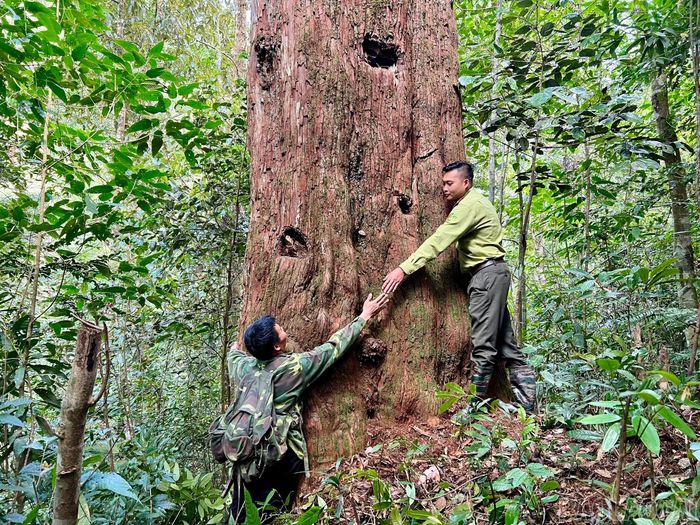  Cùng chung tay vun đắp, phát triển, những cánh rừng Lào Cai ngày càng được bảo vệ và phát triển. Trong những khu rừng xanh, các cây gỗ lớn, cây cổ thụ được khoanh nuôi, bảo vệ, nhằm bảo tồn nguồn gen quý. 
