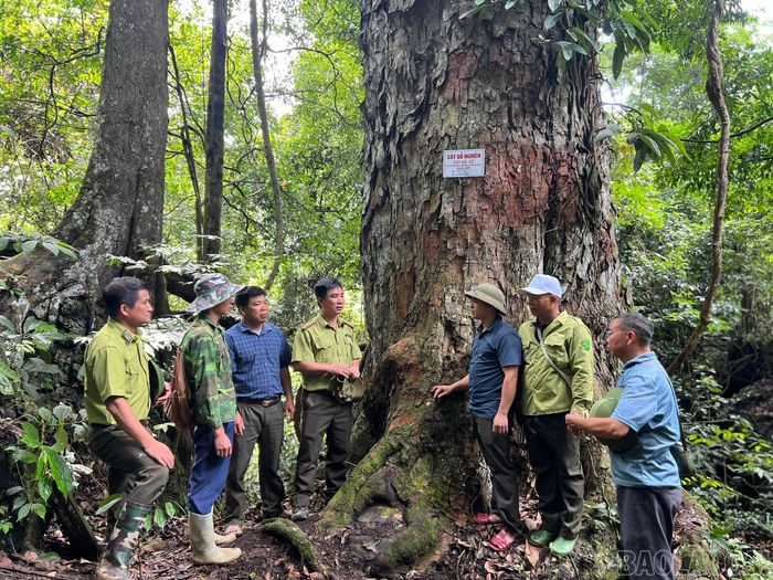  Rừng gắn bó mật thiết với đời sống Nhân dân, do đó, để phát huy sức mạnh trong dân, các lực lượng chức năng tăng cường tuyên truyền về giá trị của rừng, tích cực phối hợp với người dân bảo vệ rừng. 