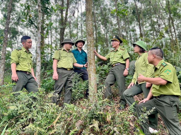  Các bộ Chi cục Kiểm Lâm tỉnh kiểm tra rừng trồng tại xã Bảo Ái. 
