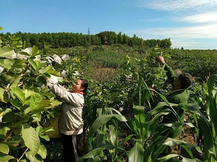Mô hình trang trại chăn nuôi kết hợp trồng trọt đã mang lại hiệu quả kinh tế cho gia đình anh Nghiêm Văn Hạ.